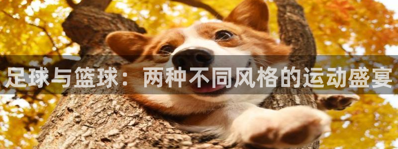 一竞技官网下载平台是正规平台吗：足球与篮球：两种不同