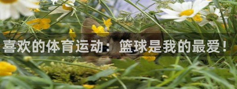 一竞技官方正版app集团logo：喜欢的体育运动：篮球是我的